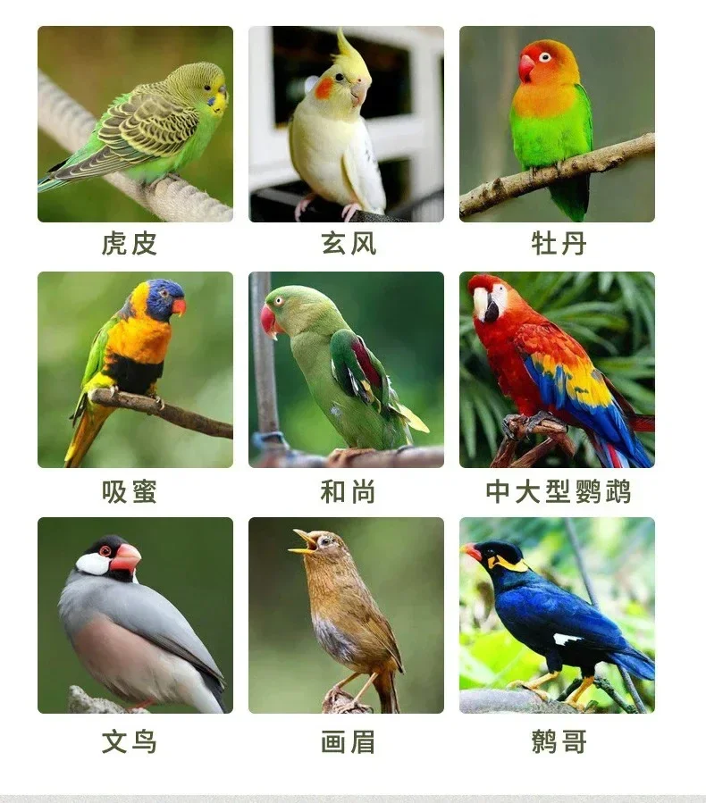 Parrot Glucose Electrolyte Xuanfeng Tiger Peony Supplement Energy Anti-stress Bird Health Care 200g - Image 4