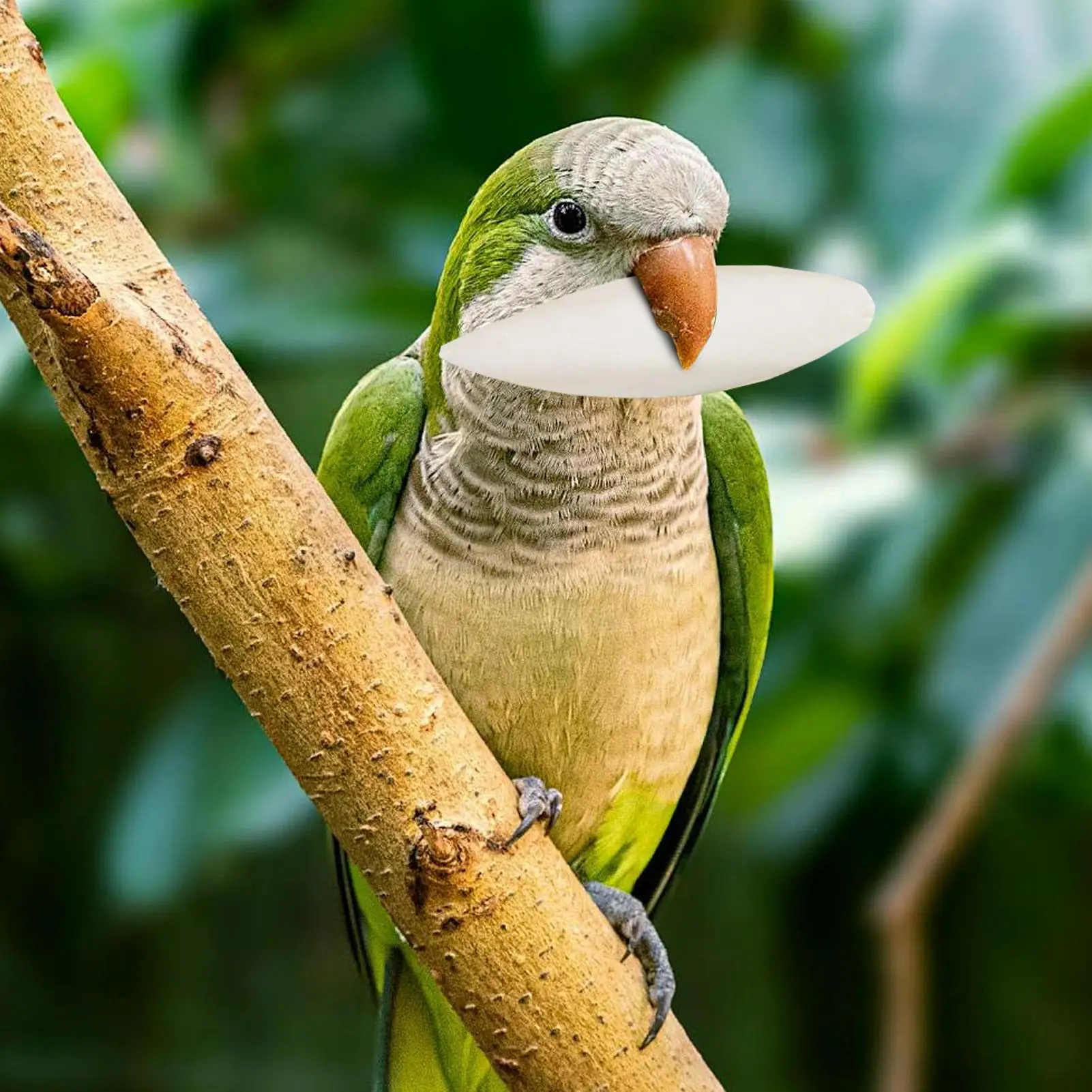 Bird Cuttle Bone Natural Calcium For Parrots 4 Pieces Pet Birds Nutritional Supplementation Calcium For Cockatiels Sparrow - Image 2