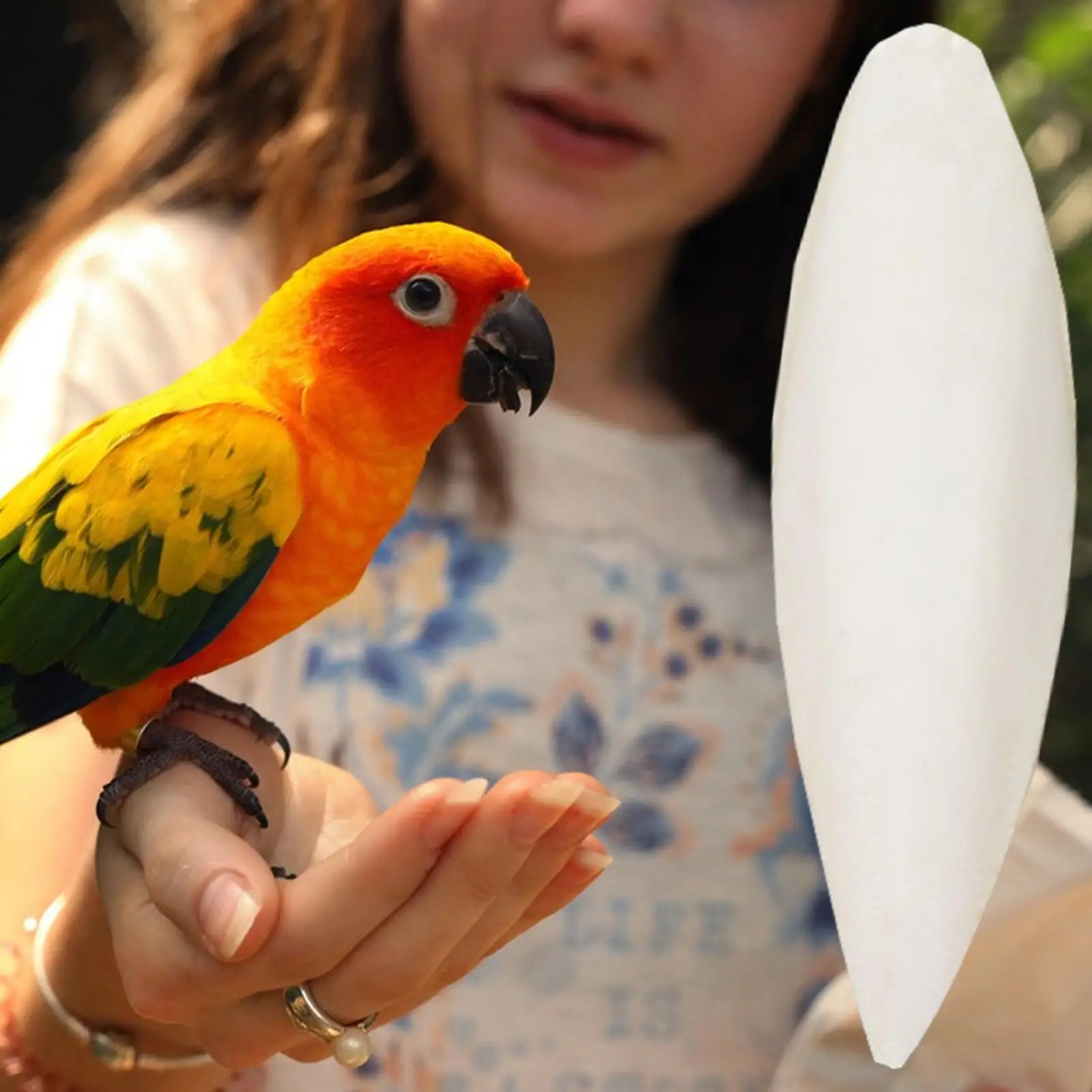 Bird Cuttle Bone Natural Calcium For Parrots 4 Pieces Pet Birds Nutritional Supplementation Calcium For Cockatiels Sparrow - Image 4